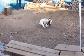 https://upforme.ru/uploads/0001/52/10/2158/313389.gif