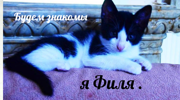 https://upforme.ru/uploads/0001/8e/25/342/t776481.png