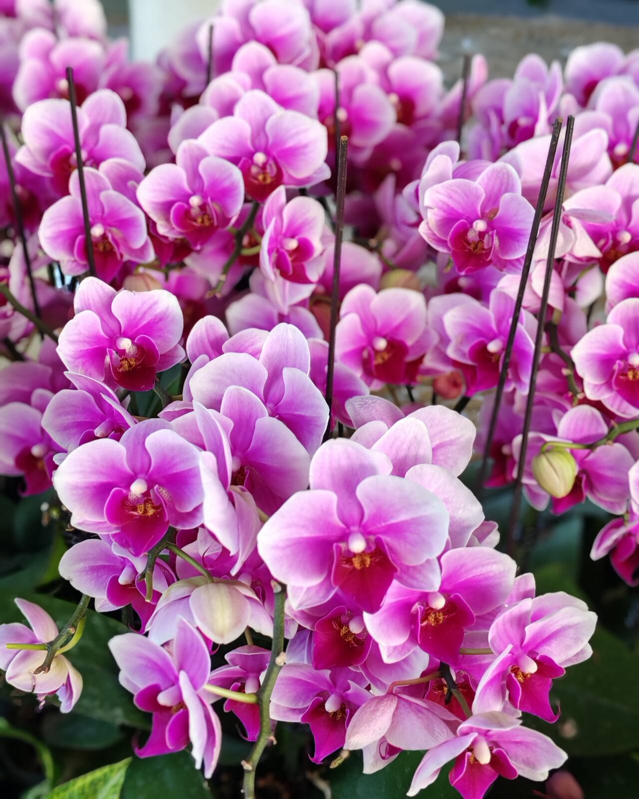 https://upforme.ru/uploads/0001/d0/60/800/196864.jpg