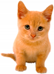 https://upforme.ru/uploads/0002/a7/53/133129-4.png