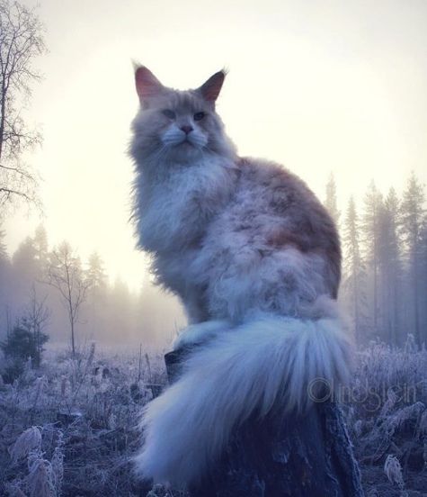 https://upforme.ru/uploads/0004/02/e8/1734/t14207.jpg