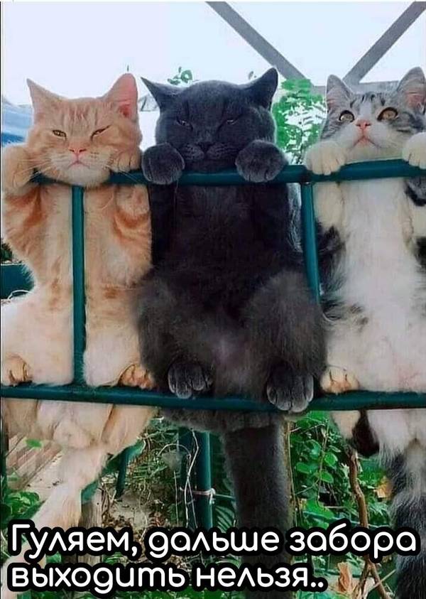 https://upforme.ru/uploads/0004/02/e8/1734/t179929.jpg