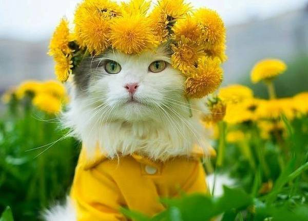https://upforme.ru/uploads/0004/02/e8/1734/t213671.jpg