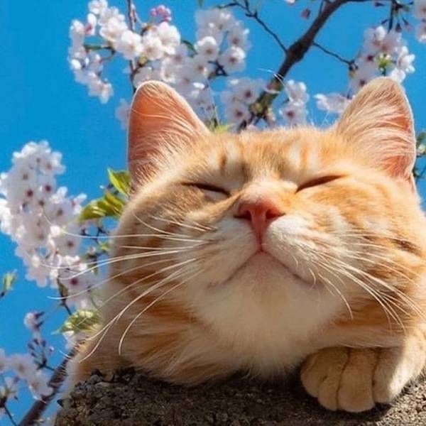https://upforme.ru/uploads/0004/02/e8/1734/t268165.jpg