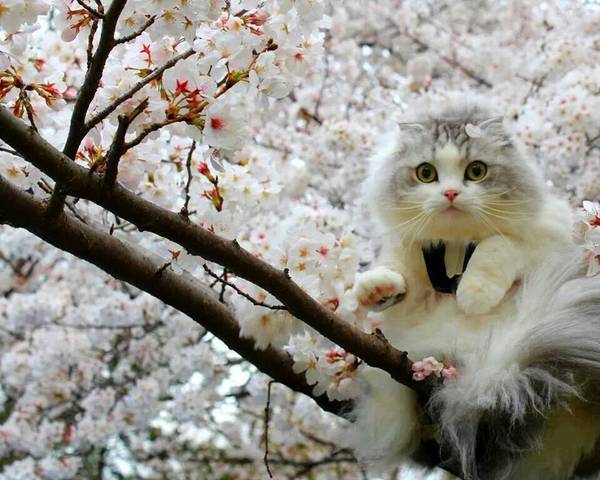 https://upforme.ru/uploads/0004/02/e8/1734/t282257.jpg