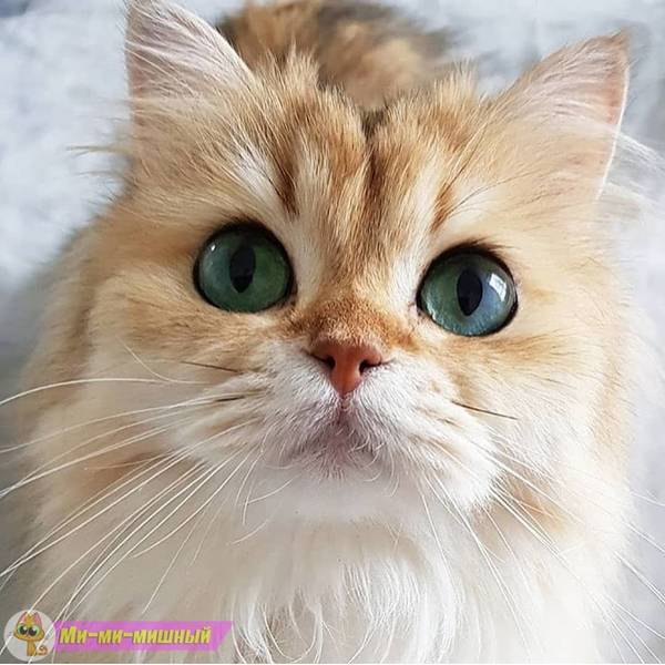 https://upforme.ru/uploads/0004/02/e8/1734/t34733.jpg