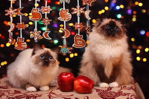https://upforme.ru/uploads/0004/02/e8/1734/t37210.jpg