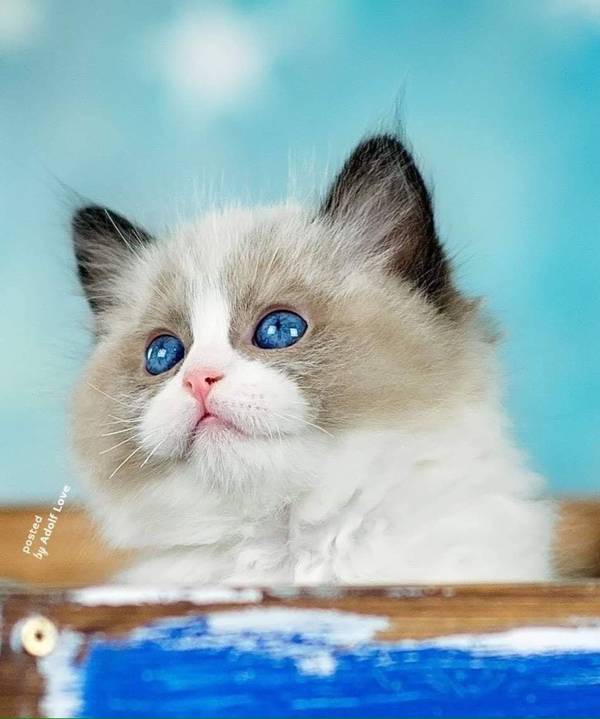 https://upforme.ru/uploads/0004/02/e8/1734/t449974.jpg