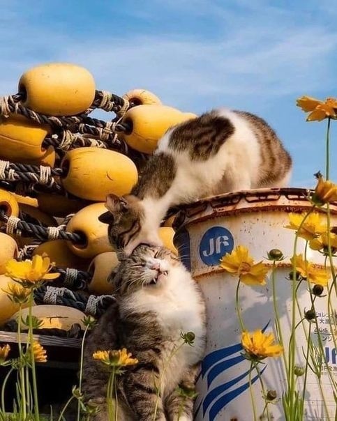https://upforme.ru/uploads/0004/02/e8/1734/t461029.jpg