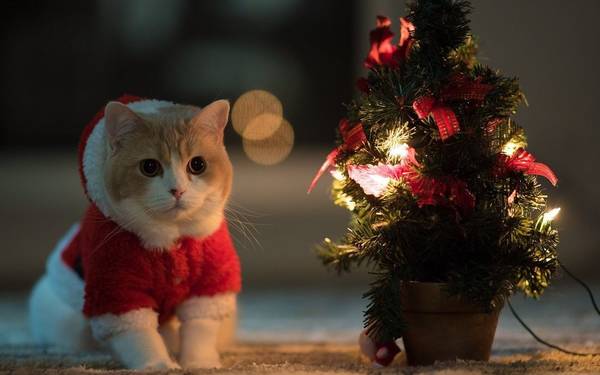 https://upforme.ru/uploads/0004/02/e8/1734/t76370.jpg