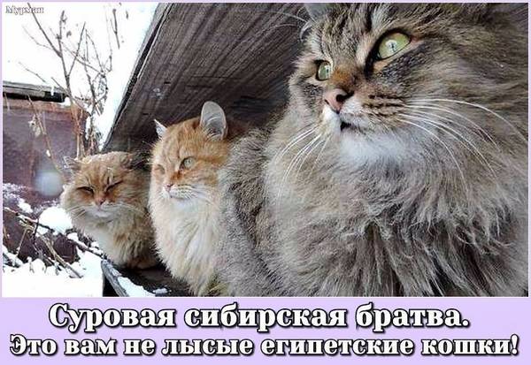 https://upforme.ru/uploads/0004/02/e8/1734/t84738.jpg