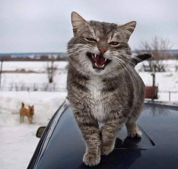 https://upforme.ru/uploads/0004/02/e8/1734/t86314.jpg