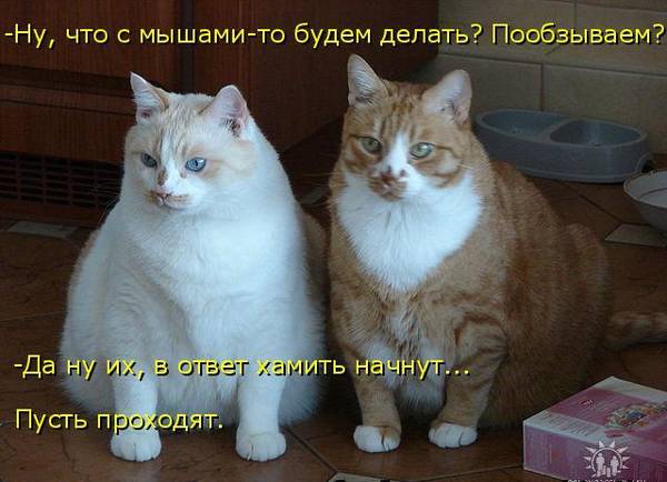 https://upforme.ru/uploads/0004/02/e8/1734/t913593.jpg