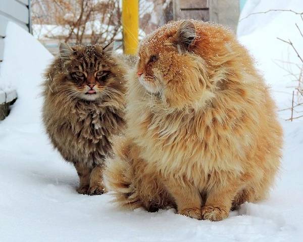 https://upforme.ru/uploads/0004/02/e8/1734/t99558.jpg