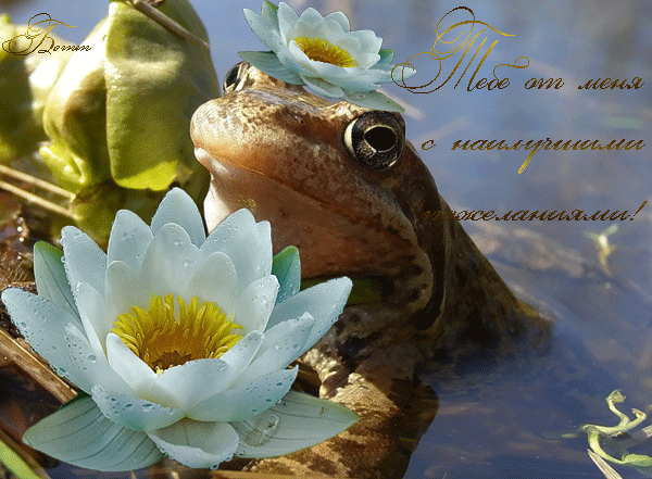 https://upforme.ru/uploads/0004/73/53/12097-1-f.gif