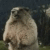 https://upforme.ru/uploads/0004/e5/0c/2421/t905687.gif
