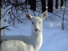 https://upforme.ru/uploads/0004/e7/0d/2747/t936588.gif