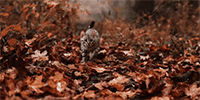 https://upforme.ru/uploads/0004/e7/0d/2754/803033.gif