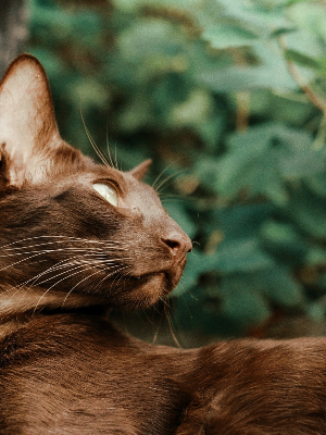 https://upforme.ru/uploads/0004/e7/0d/3273/t593266.png