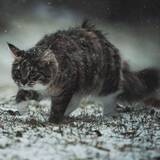 https://upforme.ru/uploads/0004/e7/0d/3701/t908730.jpg