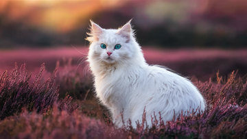 https://upforme.ru/uploads/0004/e7/0d/3919/t779988.png