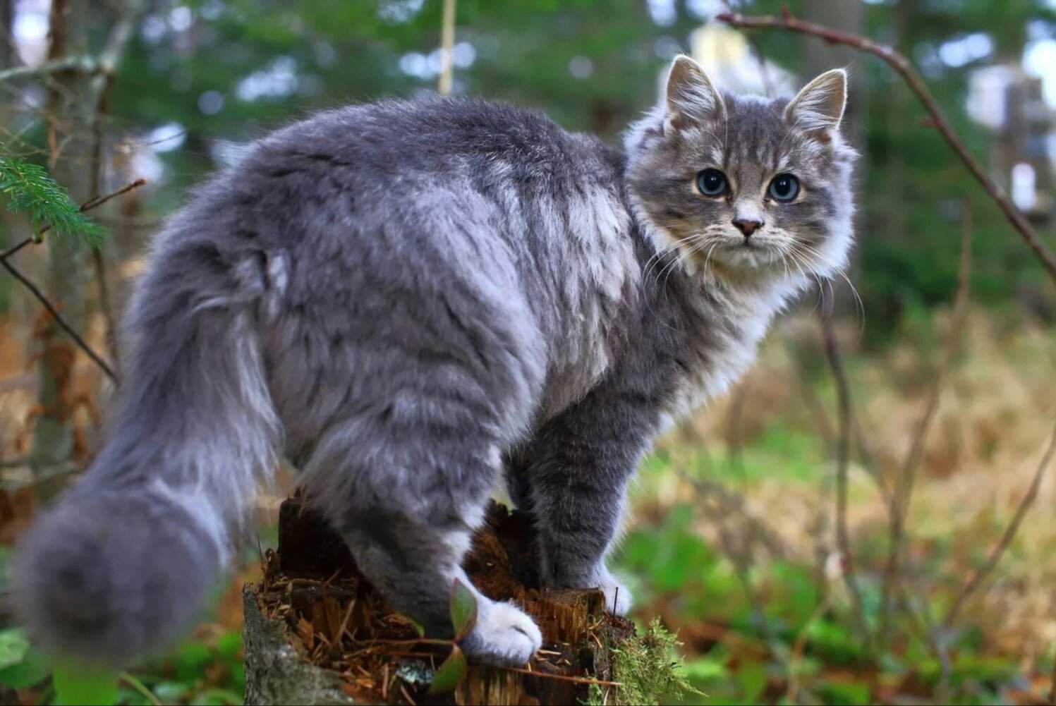 https://upforme.ru/uploads/0004/e7/0d/3943/211444.jpg