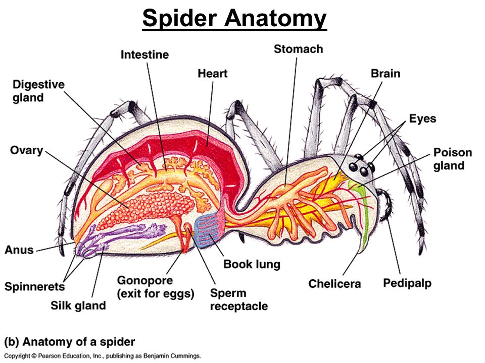 . . Arachnoids. Insectoids-2