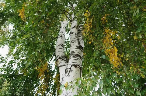 Вспомнить всё Вспомнить всё