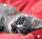 https://upforme.ru/uploads/0007/c2/bf/63-4.gif