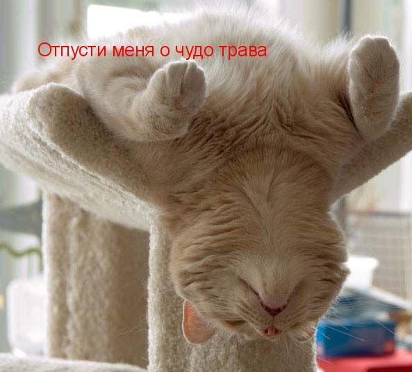 https://upforme.ru/uploads/0007/df/4f/11167-1-f.jpg