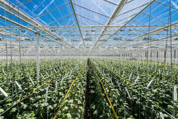 Сто тысяч тонн овощей собрали из зимних теплиц в Подмосковье