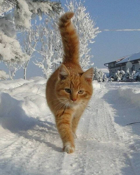 https://upforme.ru/uploads/0009/61/87/126/t202978.jpg