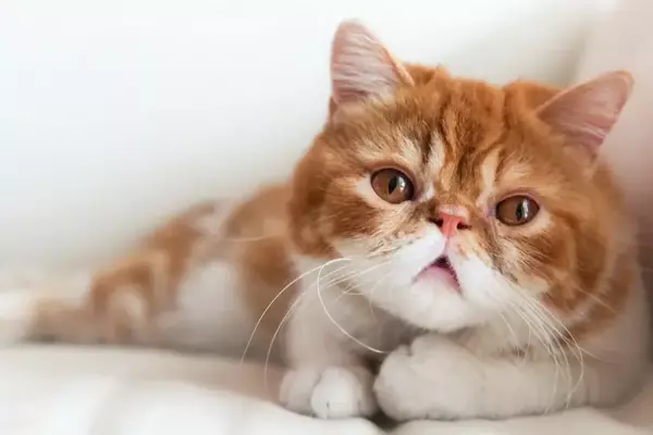 https://upforme.ru/uploads/0009/61/87/126/t339861.webp