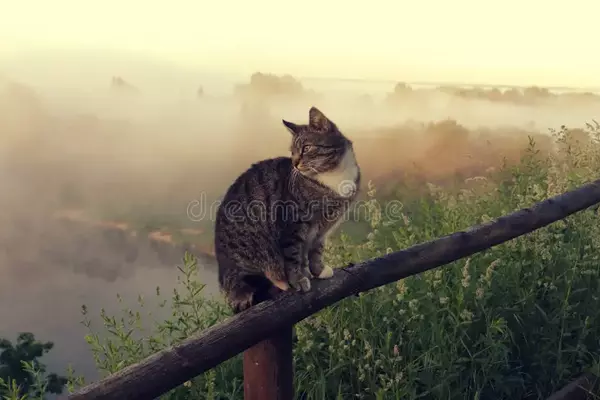 https://upforme.ru/uploads/0009/61/87/126/t362701.webp