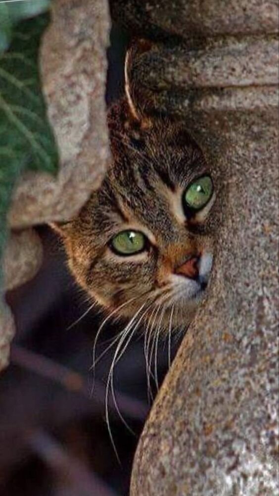 https://upforme.ru/uploads/0009/61/87/126/t524966.jpg