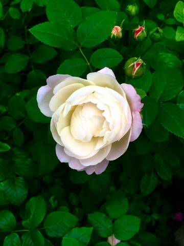 https://upforme.ru/uploads/0009/61/87/126/t541191.jpg