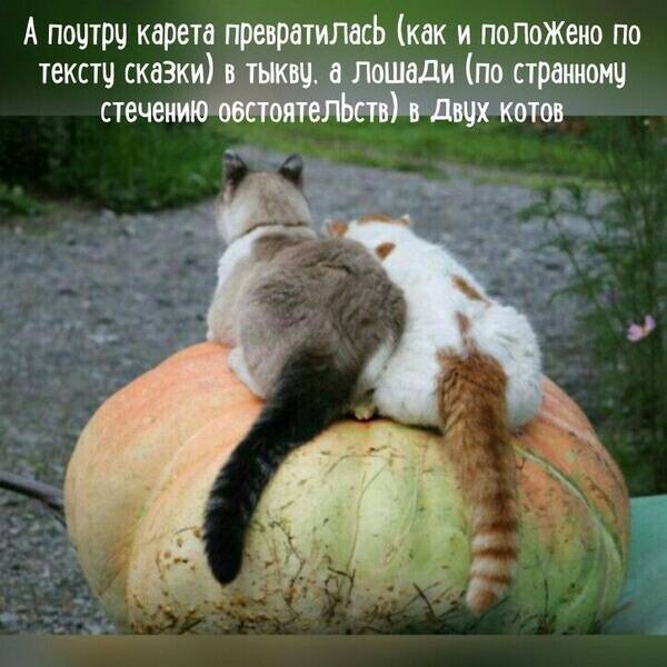 https://upforme.ru/uploads/0009/61/87/126/t578769.jpg