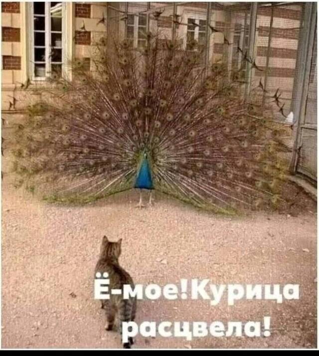 https://upforme.ru/uploads/0009/61/87/229/263433.jpg