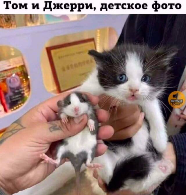 https://upforme.ru/uploads/0009/61/87/229/526558.jpg