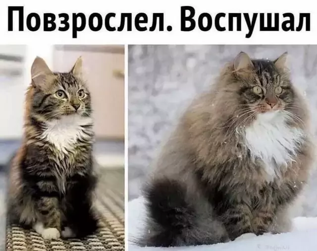 https://upforme.ru/uploads/0009/61/87/229/600148.webp