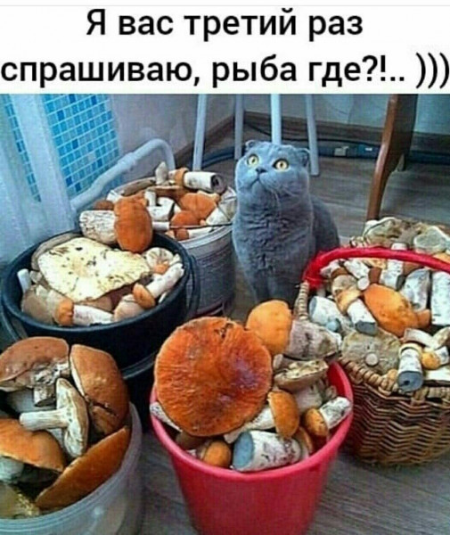 https://upforme.ru/uploads/0009/61/87/229/761926.jpg