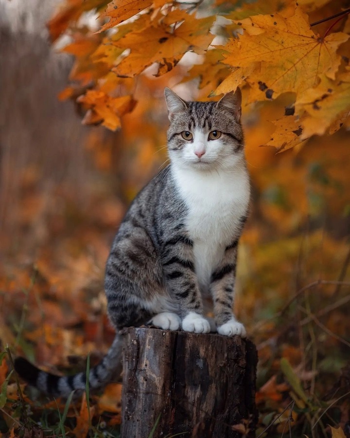 https://upforme.ru/uploads/0009/61/87/230/180844.jpg