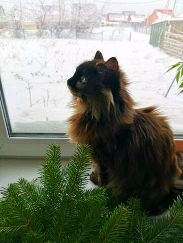 https://upforme.ru/uploads/0009/61/87/230/t524428.jpg