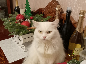 https://upforme.ru/uploads/000a/3f/42/876/t563768.png
