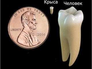 https://upforme.ru/uploads/000a/56/e5/11/531275.jpg