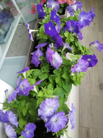 https://upforme.ru/uploads/000a/78/7a/144/t906080.jpg