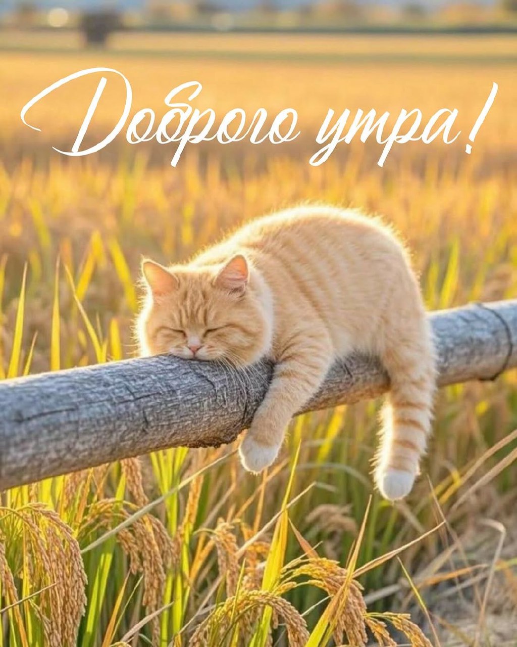 https://upforme.ru/uploads/000a/78/7a/526/120819.jpg