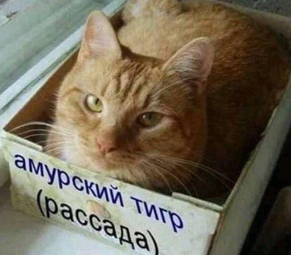https://upforme.ru/uploads/000a/78/7a/526/784590.jpg