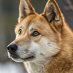 https://upforme.ru/uploads/000a/de/50/2/650699.png