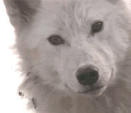 https://upforme.ru/uploads/000a/de/50/2496/29647.gif